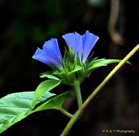 {Jacquemontia tamnifolia}
